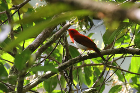 ...the flashy Scarlet-and-white Tanager...