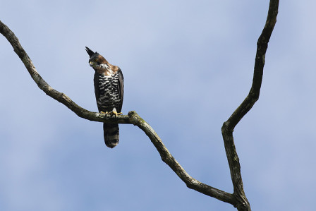 ...and the impressive Ornate Hawk-eagle, uncommon but regularly seen along the Anchicaya road.