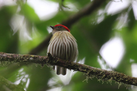 We also have good chance of finding the soon-to-be-split Eastern Striped Manakin...