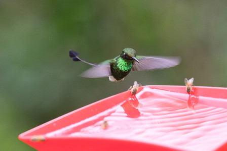 We'll visit several feeding stations attracting plenty of colorful hummingbirds, here a Booted Racquet-tail...