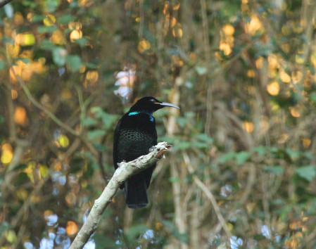 We'll look for more scarce and retiring species like this Paradise Riflebird as well