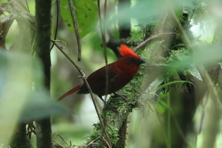 The number of fantastic birds is endless, for example Crested Ant-Tanager is fairly common among the Anchicaya road,...
