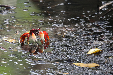 and other marvelous creatures like the colorful crabs in the Porto Seguro's mangroves.