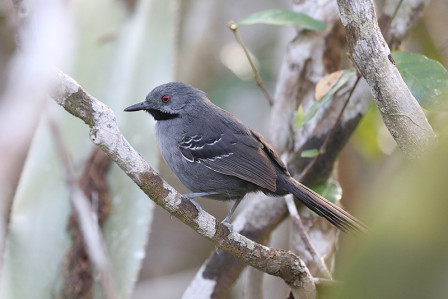 Birding will be fantastic and we plan on finding plenty of Brazilian endemics like Slender Antbird...