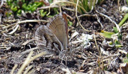 If it's sunny, and if we pay close attention, we could see a high-altitude butterfly like the little known Titicaca Blue.
