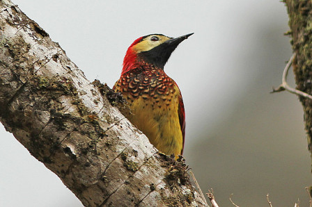 Crimson-mantled Woodpecker is an exciting find in the cloud forests.
