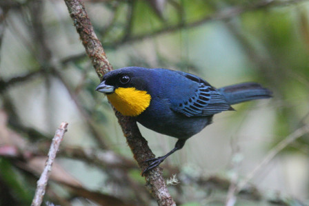 ...the fancy Purplish-mantled Tanager is found in most of the flocks at Las Tangaras or along the Montezuma road...