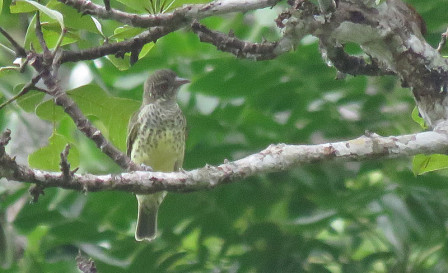 The odd Sharpbill, in it's own family at the present, is regular in the canopy flocks at Sadiri Lodge.