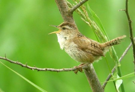 We'll also visit wetlands where Marsh Wren may be heard and maybe even seen...