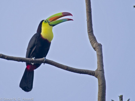 ...and be based at comfortable lodges where birds on the grounds outside our rooms can include the rainbow-colored Keel-billed Toucan, national bird of Honduras.