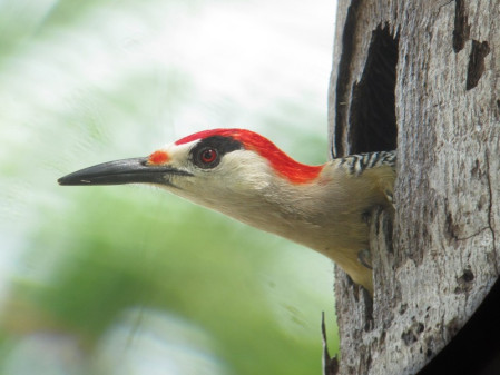 ...West Indian Woodpecker...