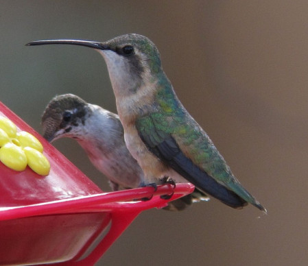 ...we might find the uncommon  Lucifer Hummingbird (front)...