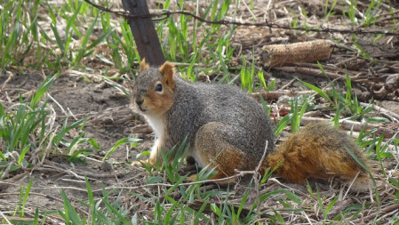 The huge and handsome Eastern Fox Squirrel is found across Nebraska&hellip;

