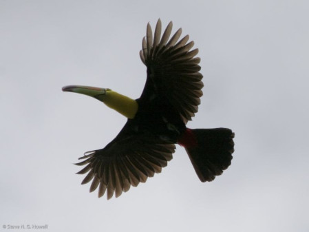 Some nearby Atlantic-Slope rainforest has Keel-billed Toucans...