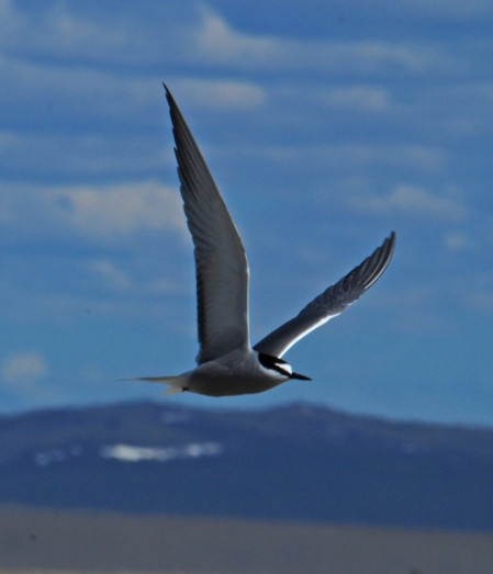 ...and most of another day at a lagoon where Aleutian Tern breeds.