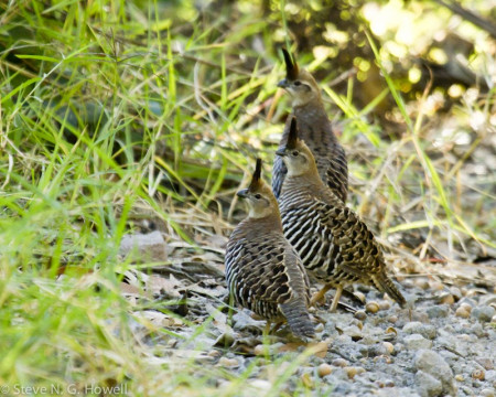 &hellip;and with luck the elusive Banded Quail...