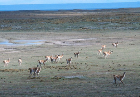 ...the wide-open wilderness of Tierra del Fuego, where Guanacos roam...