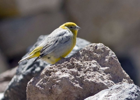 Other high Andean species we'll seek include Bright-rumped Yellow-Finch...