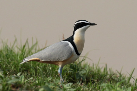 On our way to Mole National Park, we will stop to look for one of Africa's other iconic and unique birds, the Egyptian Plover.