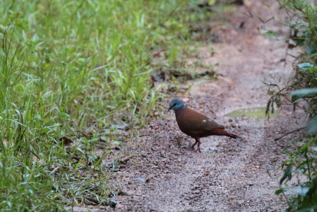 and the delightful Blue-headed Wood-dove can be found on the trails just after dawn.