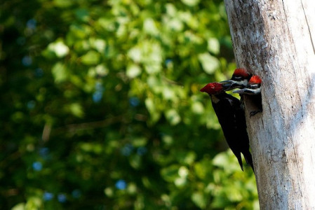 ...for woodpeckers such as Pileated...
