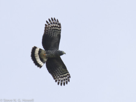...or a Hook-billed Kite, one of the many raptors possible on this tour.