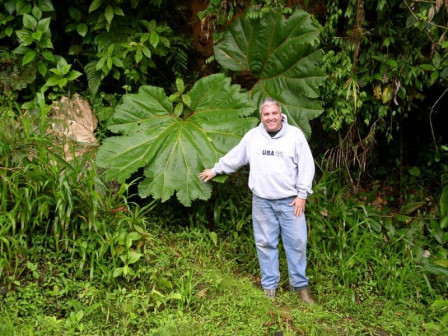 On our way to Rancho Naturalista, we may bird Tapant&iacute; National Forest, a wet cloud forest that supports luxuriant vegetation such as this giant Gunnera.