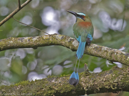 Several motmot species are possible, including the brilliant Turquoise-browed...