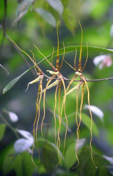 This Brassia orchid is one of the exciting non-bird encounters we may have along the forest trails&hellip;