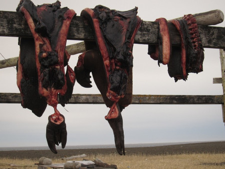 ...air drying carcases of seals and seabirds, which are important local foods...
