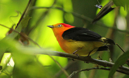 Another neotropical family with many colorful members are the manakins. Band-tailed Manakin maintains leks along some of our trails.