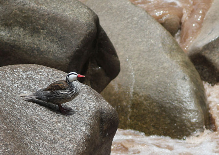 There are a few spots where we have views of the rushing river where Torrent Duck is a distinctive possibility.