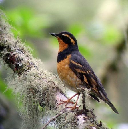 Moving into the Coast Range we'll hear Varied Thrush's haunting song from the dark, lichen-draped forests.