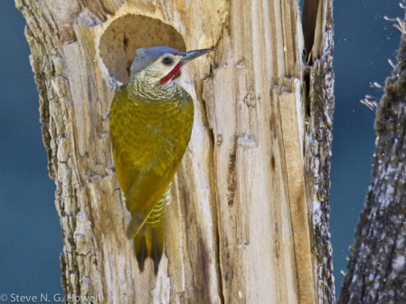 &hellip; and the local endemic Gray-crowned Woodpecker.