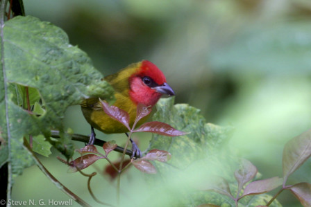 ...home to a number of endemics and near endemics, including Red-headed Tanager... 
