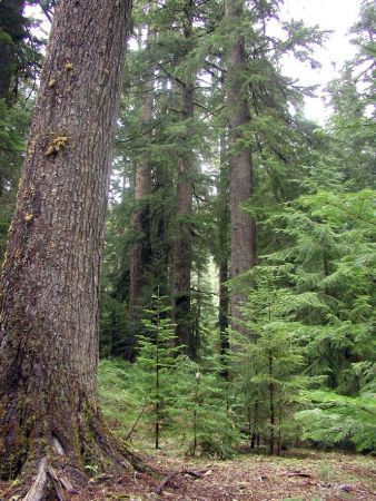 We will of course pay our respects to the ancient old-growth forests.