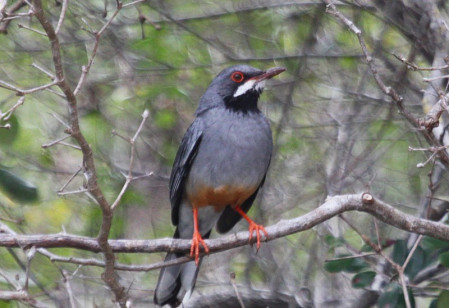 There will be birds on our hotel grounds, probably including Red-legged Thrush...
