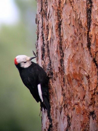 Woodpecker diversity is a highlight of this tour, White-headed Woodpecker always being a favorite...