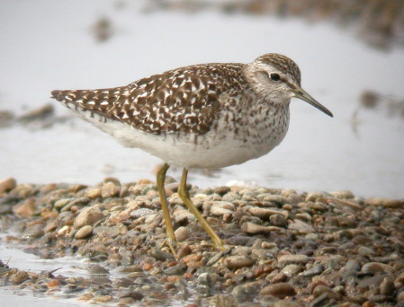 ...and perhaps something less common such as Wood Sandpiper or...