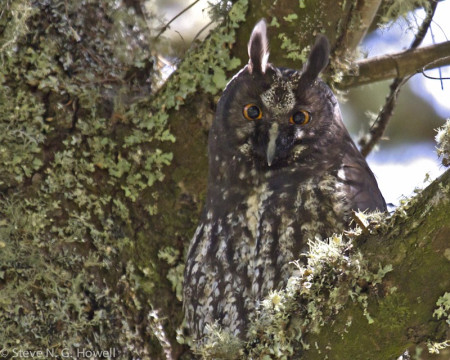 &hellip; and perhaps even a roosting Stygian Owl.