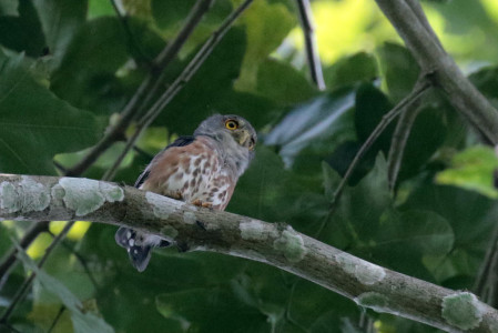 Red-chested Owlet is not often seen, so getting views like this is special,