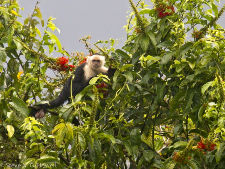 As well as birds, mammals possible on the tour include White-faced Capuchin...