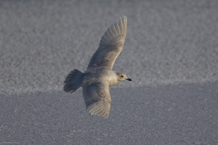 ...with the help of local friends, we might encounter an Iceland Gull...