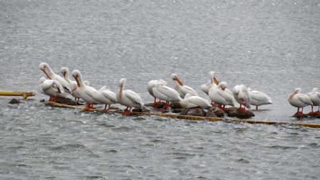American White Pelicans are the sign that spring&mdash;ushered in by the cranes&mdash;is in full and glorious swing&hellip;

