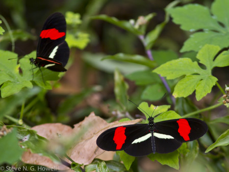 There's more to San Blas than birds: here a Crimson-patch Longwing, one of many spectacular butterflies... (cw)