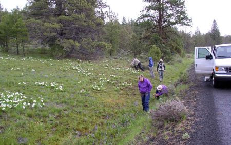 &hellip;or even a spontaneous stop to marvel at wildflowers such as White Mule-ears and Small Camas.