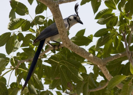 ...the striking White-throated Magpie-Jay...