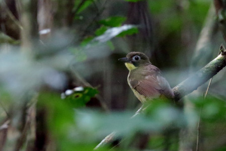 The Red-tailed Bristlebill is more common, but its highly skulking nature makes it a prize worth looking for. Once learnt, its call gives it away surprisingly often.
