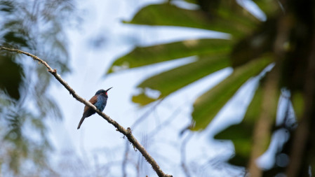 Down in the Atewa forest range, one of our major targets will be Blue-moustached Bee-eater,