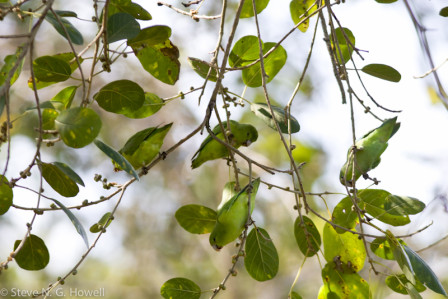 ...fig-loving Mexican Parrotlets, which look like animated leaves...